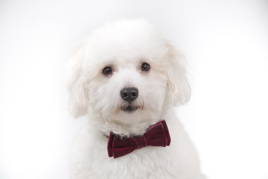 Poids du coton de tulear adulte