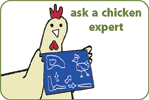 Cartoon of a Chicken