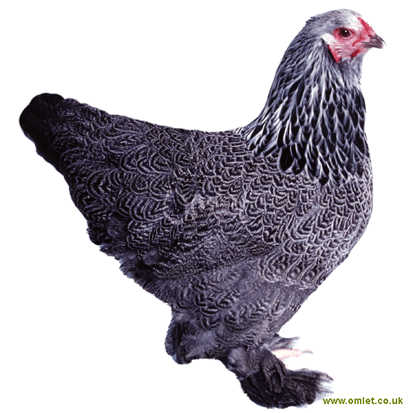 chicken breeds chart. Bantam+chicken+reeds+
