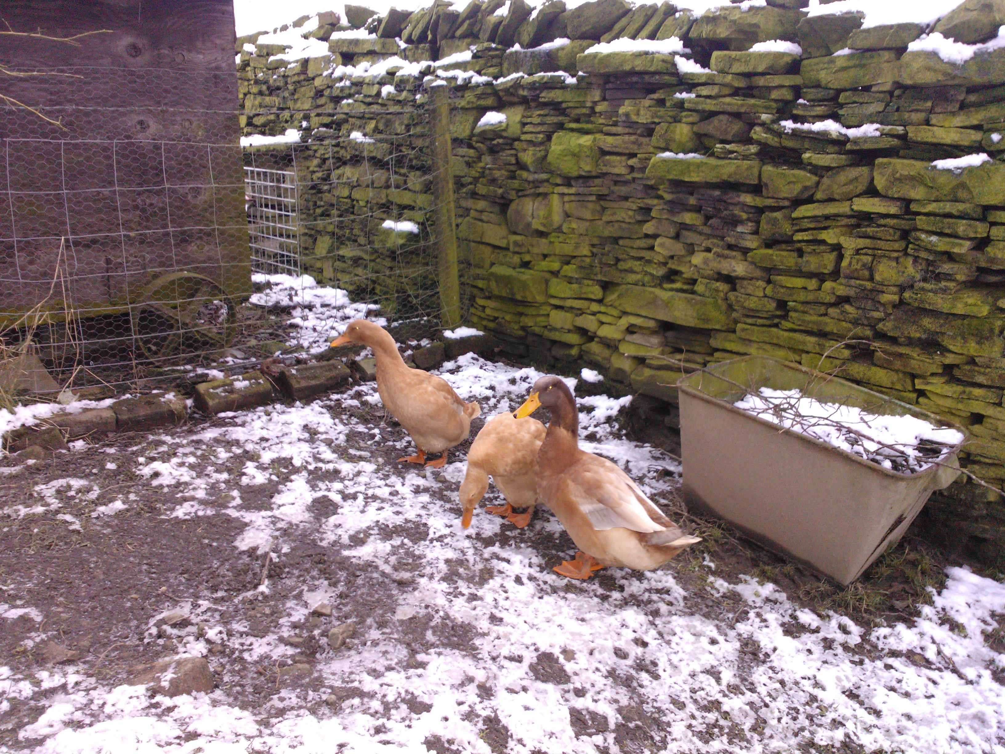 Orpington zu verkaufen Enten Informationen zu den Rassen Omlet