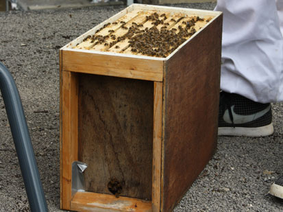 Photo of a Bee Colony nucleus 