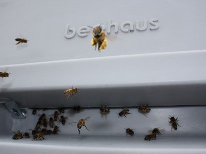 Photo of bees landing on the entrance to the Beehaus