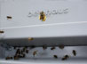 Bees Icon