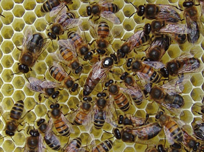 Photo of bees on a comb