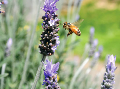 Photo of a Bee on a stalk of Lavender