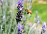 Bee on Lavender Icon
