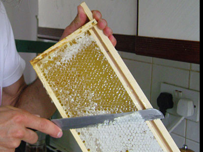 Photo of a beekeeper holding a frame of honey