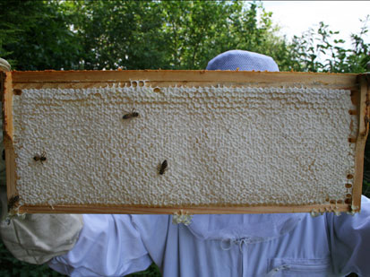 Photo of the wax being scraped off the top of a comb of honey