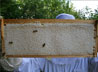 Honey Icon
