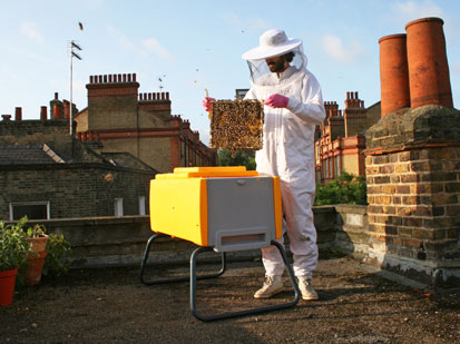 Photo of a Beekeeper on his roof holding a comb of Bees