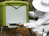 Wasp Guard Icon
