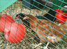 Feeder Icon