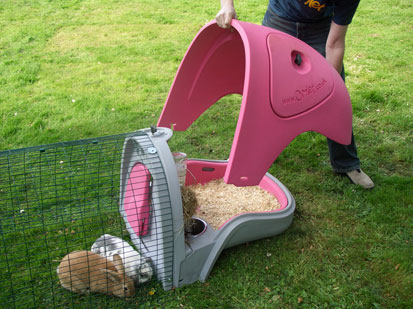 Photo of the Eglu Pet
