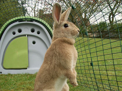 Photo of a Rabbit standing in the Eglu Pet run.