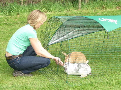 Photo someone stroking their rabbits in the Eglu Pet run