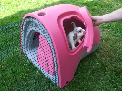 Photo of a rabbit emerging from the Eglu Pet for Rabbits
