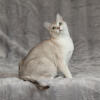 Asiatisch - Burmilla