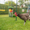 Ein braunes Huhn bedient sich am aufgehangenen Caddi Leckerbissenhalter