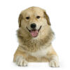 Anatolischer Hirtenhund