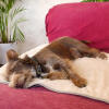 Verwenden Sie die Hundedecke auf Sofas, Betten oder Autositzen, um die Möbel vor Haaren und schmutzigen Pfoten zu schützen.