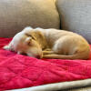 Ein hund, der die Omlet rote hundebettdecke genießt.