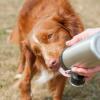 Hund leckt wasser aus langen pfoten hund wasserflasche