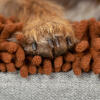 Nahaufnahme einer hundepfote auf Omlet Topology hundebett mit mikrofaser-topper
