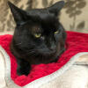 Eine schwarze katze, die auf einer roten katzendecke sitzt.