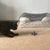 Schwarze katze spielt mit seestern katzenspielzeug
