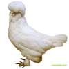 Sultanhuhn