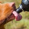 Nahaufnahme eines hundes, der wasser aus einer wasserflasche leckt
