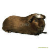 Crested Meerschweinchen