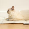 Katze spielt mit den katzensardinen, die in der hochwertigen Omlet kühlmatte liegen