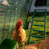 Eglu Go up hühnerstall mit durchsichtiger auslaufabdeckung