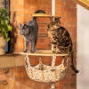 Zwei katzen, die auf einem Freestyle kratzbaum in der hängematte stehen