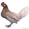 Friesenhuhn