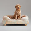 Ein Goldendoodle saß auf dem pawsteps natural bolster hundebett