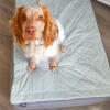Hund in einem Luxury Topology hundebett