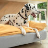 Dalmatiner sitzend auf Omlet Topology hundebett mit sitzsack-topper und weißen haarnadelfüßen