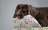 Ein cockerspaniel ruht sich auf der morgenwiese im hundebett aus