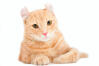 American Curl (Kurzhaarig)