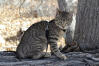American Bobtail (Kurzhaarig)