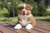 Australian Shepherd