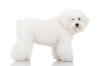 Bichon Frisé