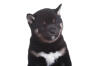 Japanese Shiba Inu