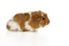 Rosettenmeerschweinche