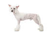 Chinesischer Schopfhund