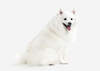 Japanese Spitz