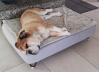 Tolles Hundebett - wir sind begeistert!