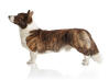 Welsh Corgi Cardigan